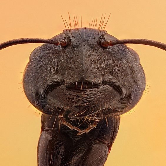 Казалось бы простой муравей, а сколько строгости на его "лице"