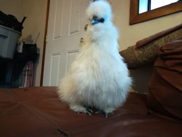 Эта курица - восходящая звезда интернета!