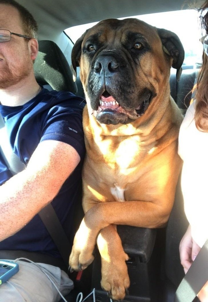 "Мой пёс обожает ездить в машине, что можно увидеть по этой фотографии"