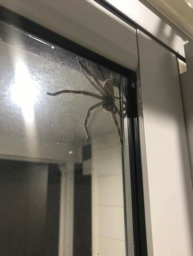 Гигантский паук напугал жителя Сиднея