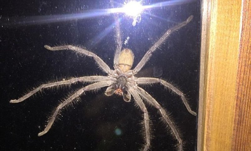 Гигантский паук напугал жителя Сиднея