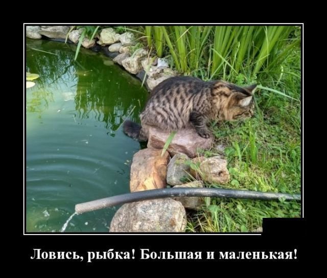 Кошачьи демотиваторы от Водяной за 09 августа 2018
