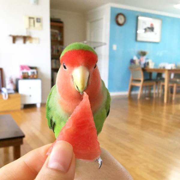 Арбузный попугай