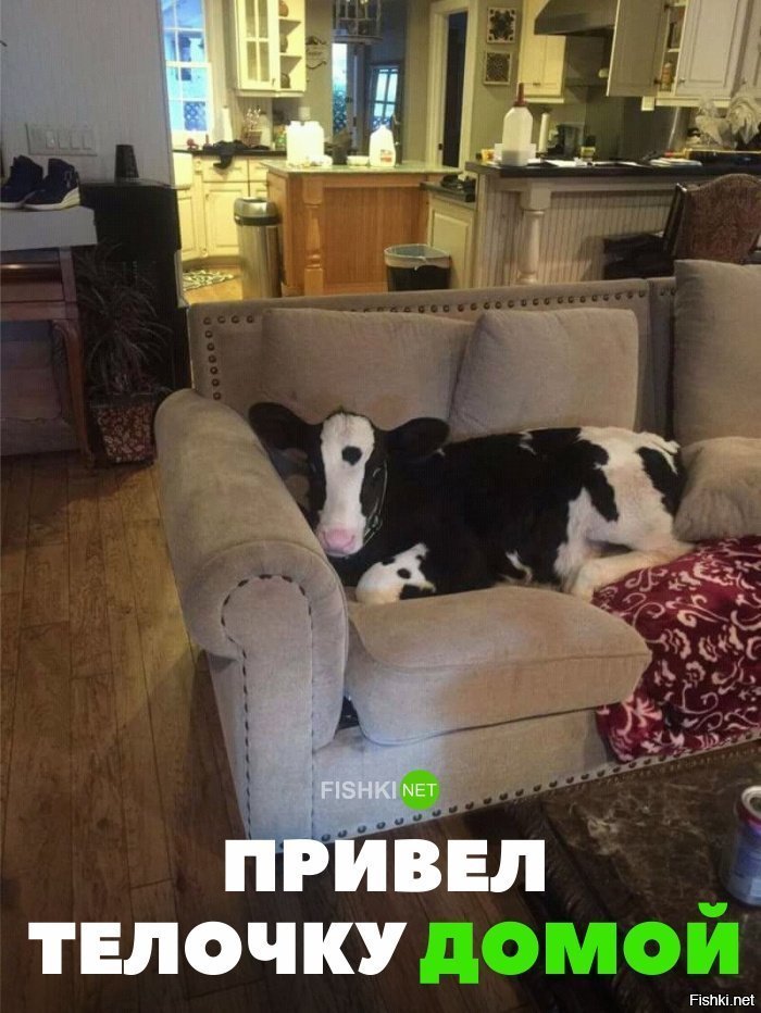 Привёл домой тёлочку