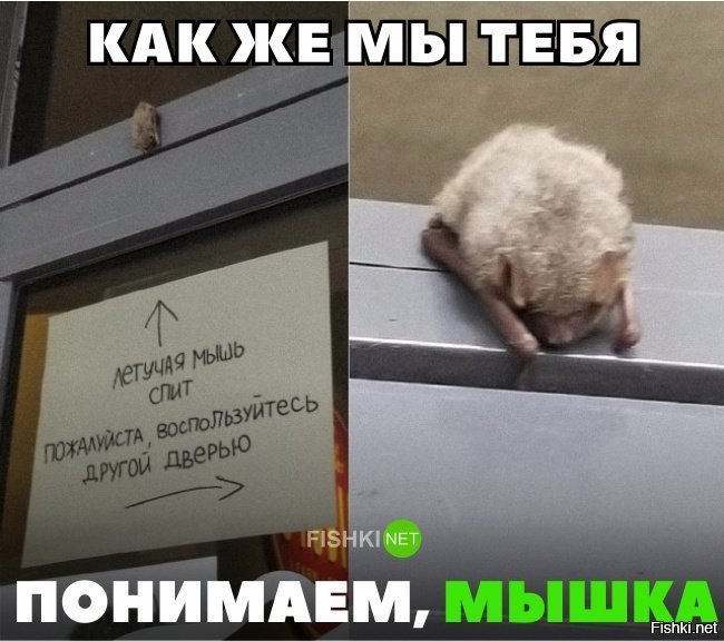 Как же мы тебя понимаем, мышка