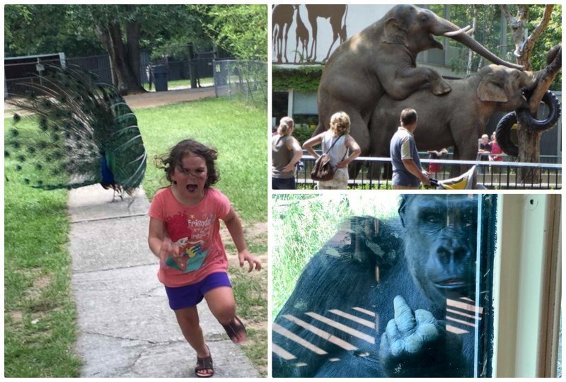 20+ уморительных примеров, когда поход в зоопарк обернулся настоящим провалом