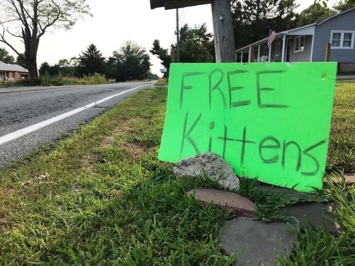 «Котята — бесплатно?» Кошачья Леди ехала по сельской дороге и вдруг увидела зелёное объявление