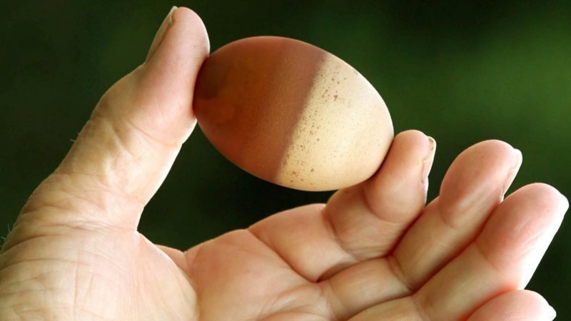 Курочка снесла двухцветное яйцо
