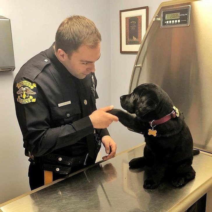 Кажется, этот полицейский пёс ещё не готов выполнять свои обязанности. Он слишком милый для этого