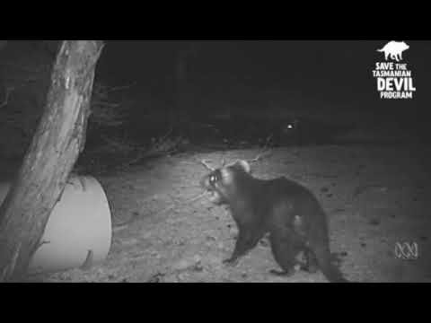 Необычное поведение тасманийского дьявола снято лесной камерой 