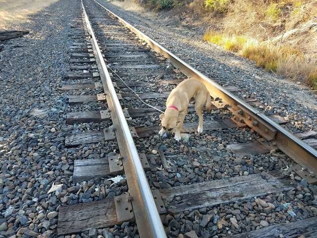«Я не виноват, что расту!» Кто-то привязал к рельсам большого щенка и оставил ждать поезда…