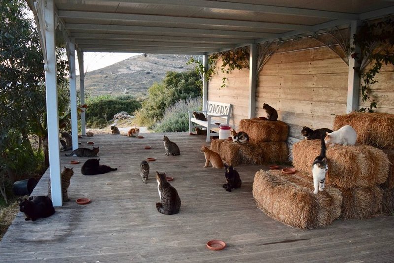 Как получать деньги, тусуясь с кошками на прекрасном греческом острове