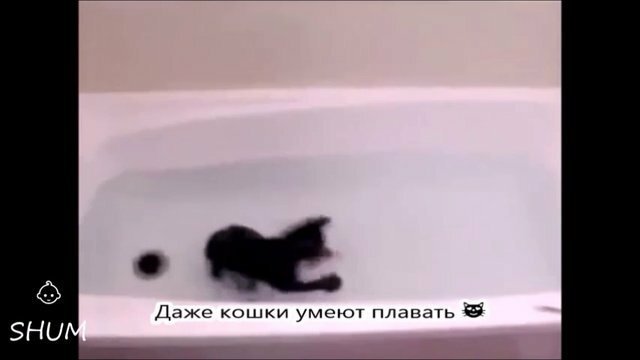Даже кошки умеют плавать 