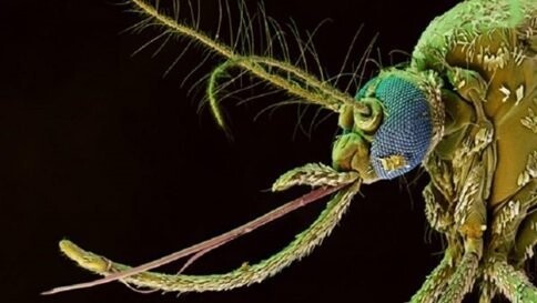 Краткий обзор средств борьбы с комарами