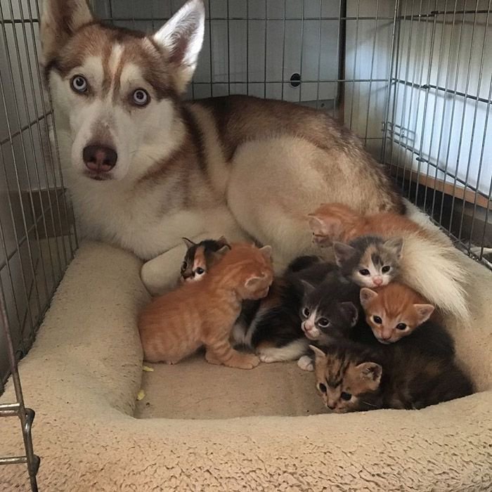 Собака стала мамой котятам