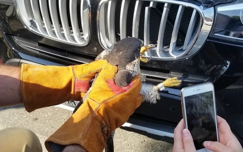 Спасение сокола, застрявшего в автомобильной решетке радиатора