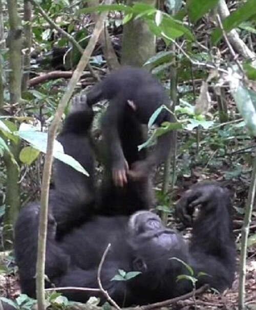 Шимпанзе играет с детенышем совсем как человек!
