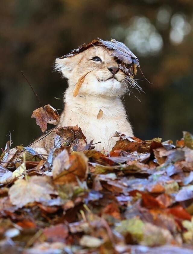 Фотографии вместо тысячи слов