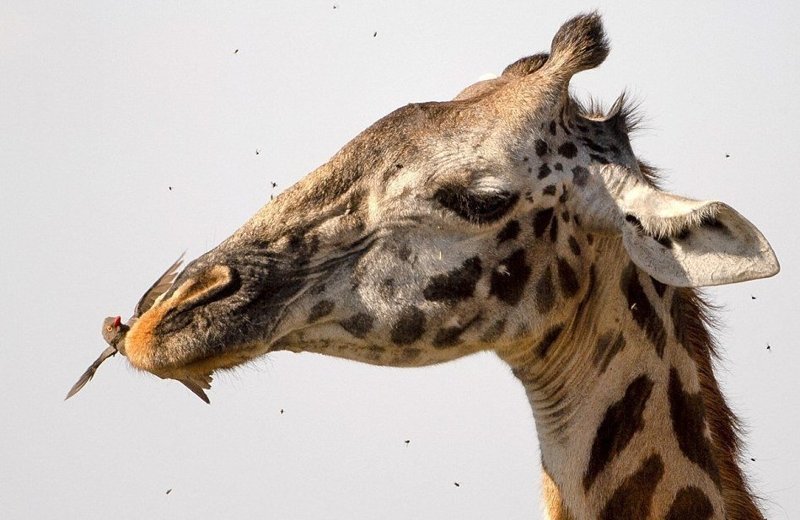 Фотографии из Национального парка Килиманджаро демонстрируют симбиоз жирафов с буйволовыми скворцами 