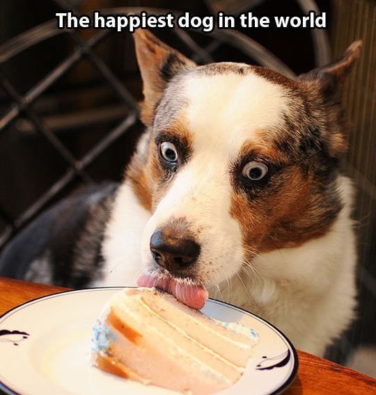 19. Счастливейшая собака в мире.