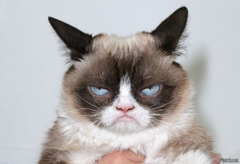 Кошка Тардар Соус, прославившаяся в сети под кличкой Grumpy Cat (Сварливая ко...