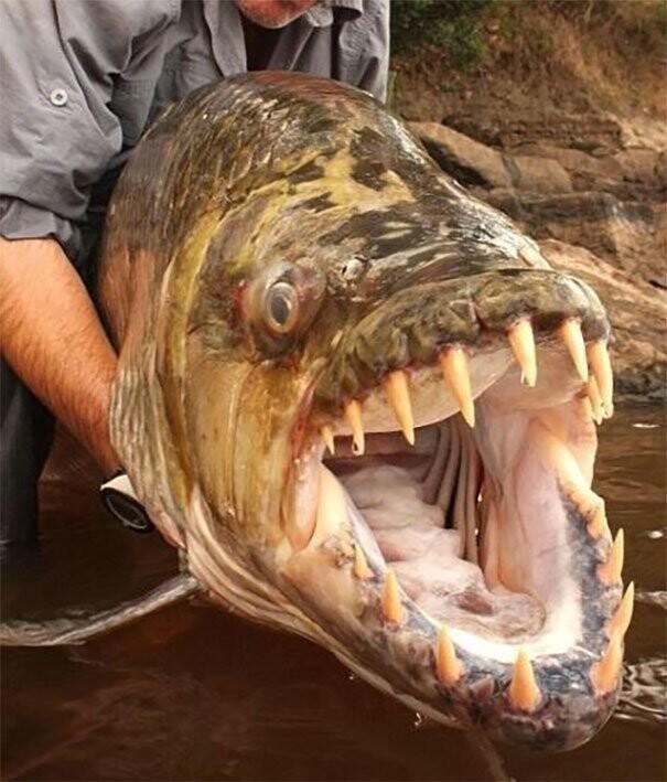 57. Большая тигровая рыба из реки Конго