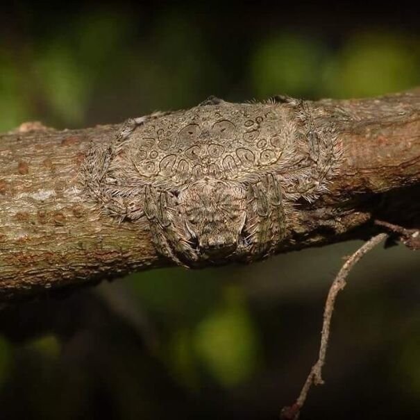 1. Dolophones conifera - паук, способный для маскировки расстилать свое тело по дереву
