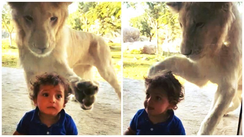 Видео: лев пытается поближе познакомиться с ребенком в сафари-парке