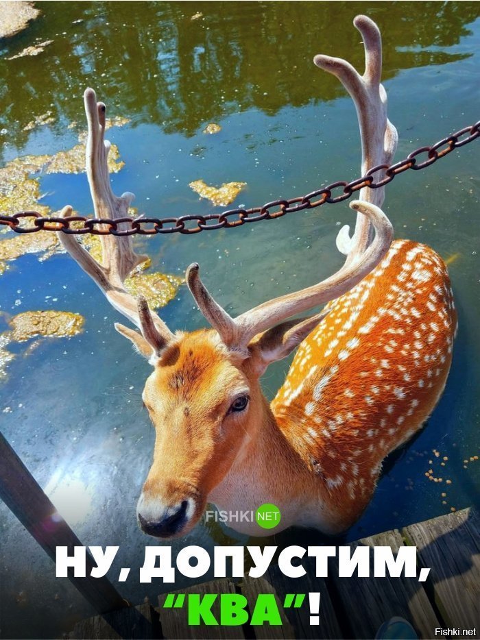 Ну допустим кря