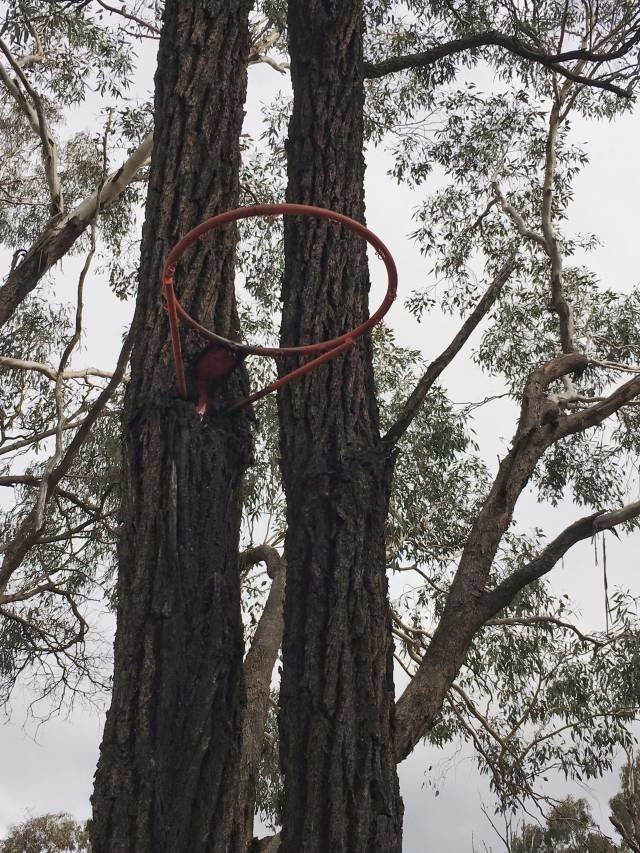 Дерево и баскетбольное кольцо