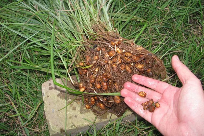 Чуфа, или сыть съедобная, или земляной миндаль — многолетнее травянистое растение семейства Осоковые, культивируемое как пищевое растение из-за съедобных клубеньков на корнях