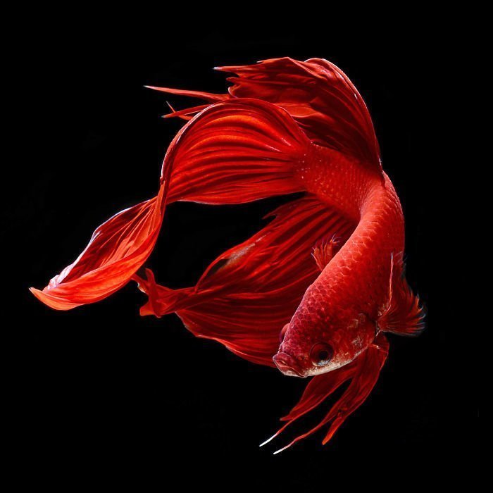 Тайский фотограф, снимающий аквариумных рыбок так, как никто другой