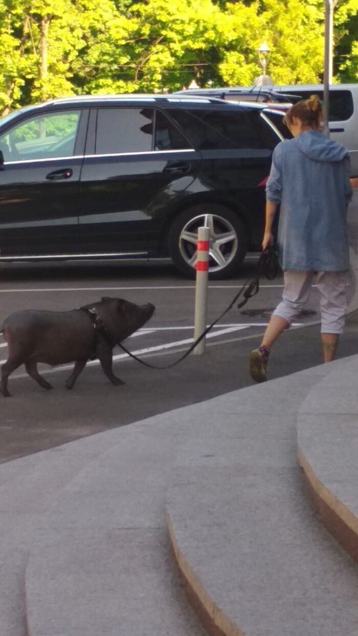 Думаете, что о вас подумают люди, когда увидят со свиньей на улице? Не парьтесь, этим уже давно не удивишь