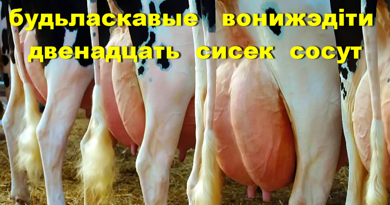 Абсолютные чемпионы Европы по дефекации в карман