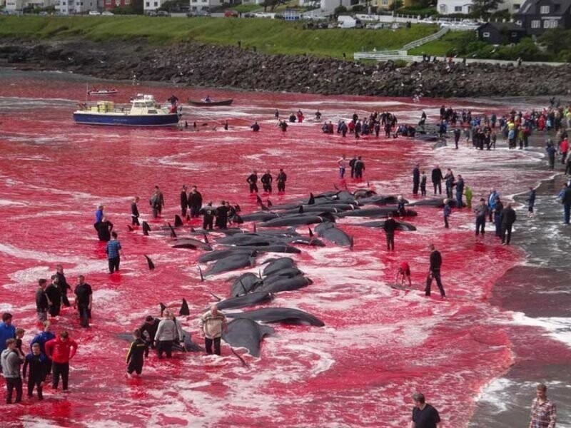 У берегов Фарерских островов рыбаки убили десятки китов