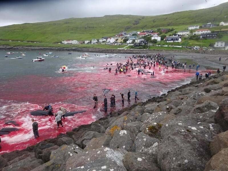 Забой китов произошёл у берегов Фарерских островов в местечке Сандавоавур
