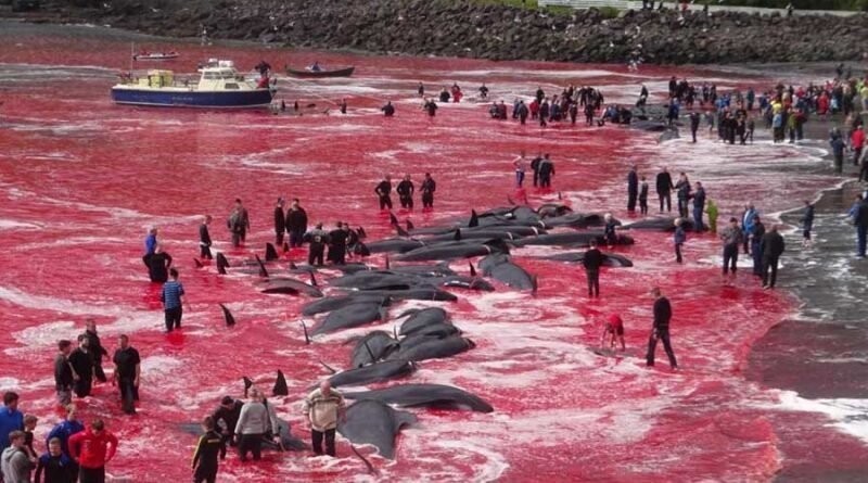 У берегов Фарерских островов рыбаки убили десятки китов