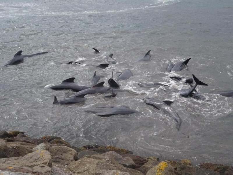 Очевидцы рассказывают, что даже дети принимают участие в умерщвлении китов