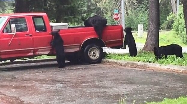 Медведи-грабители разграбили пикап на Аляске