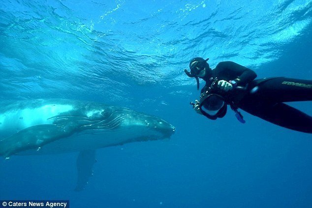 Горбатый кит или горбач - довольно крупное млекопитающее. Их длина достигает 17-18 метров, а максимальная зарегистрированная масса - 48 тонн.