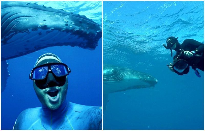 Дайвер снял зрелищное видео-селфи с горбатым китом