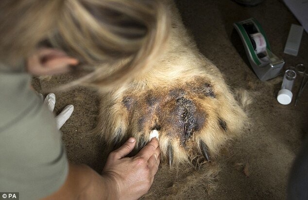 Команда ветеринаров провела на белом медведе 50 тестов на аллергию