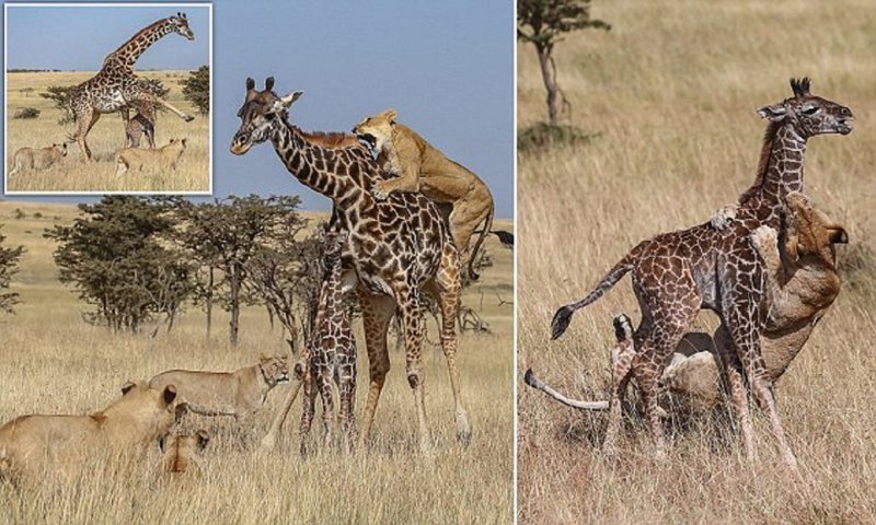 Борьба за выживание: стая львов против семейства жирафов