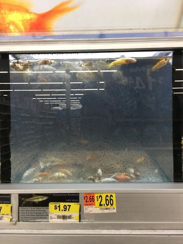 Кажется, некоторые супермаркеты не должны продавать живых рыб