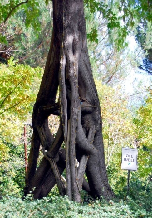 Необычные деревья Акселя Эрландсона