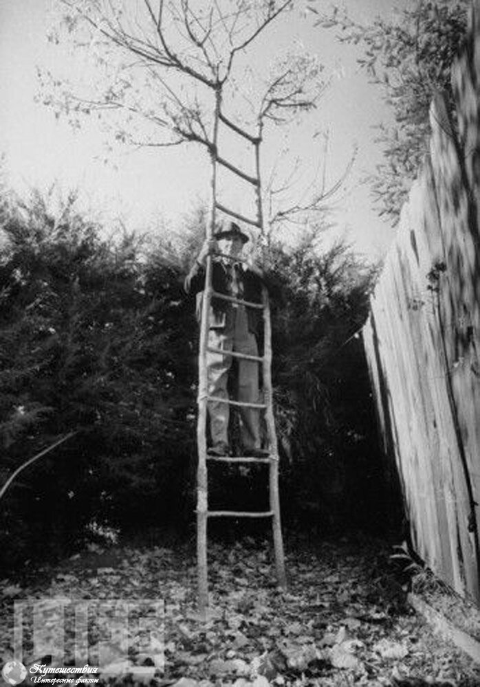 Дерево-лестница