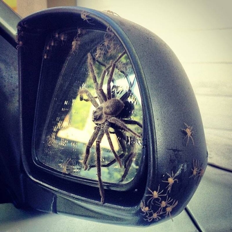 Семейство пауков в боковом зеркале автомобиля