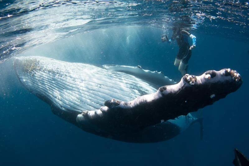 Совершенно потрясающие фотографии совместного плавания дайвера с огромным горбатым китом