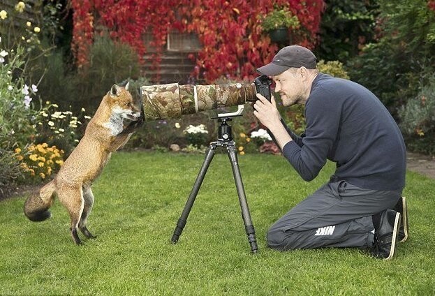 Фотограф и лис поменялись местами перед объективом