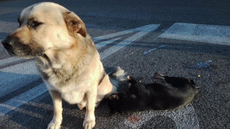 Дружба двух собак тронула сердца людей по всему миру